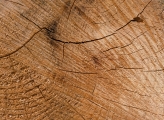 Cut wood log Belgium 